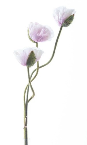 Mohn 3er bund - mohn, im