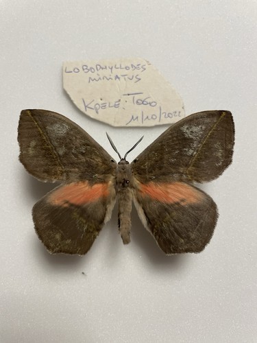 Entomologie*Lobophyllodes