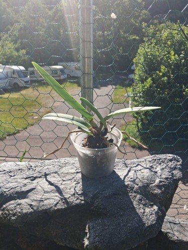Cattleya maxima semi-alba