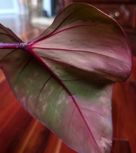 Rare philodendron strawberry - rare,