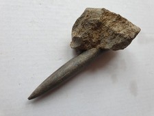 super Belemnopsis apiciconus