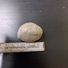 Seeigel / Ostseefund / Rügen an der Steilküste 