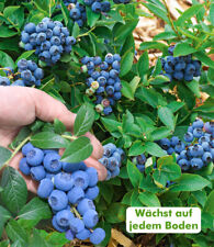 Trauben-Heidelbeere 'Reka® Blue', 1 Pflanze, Vaccinium corymbosum