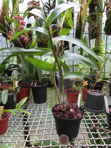 Dendrobium moschatum - , (1)