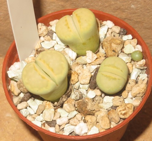 Lithops julii ssp - julii, cv