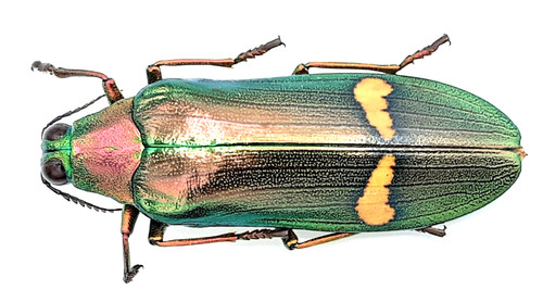 Buprestidae megaloxantha - buprestidae,,