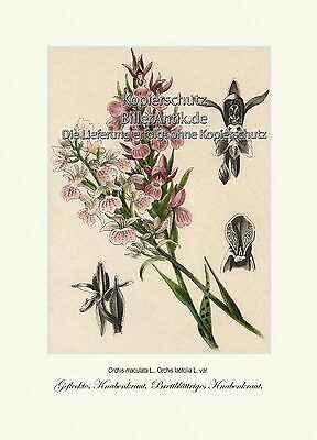Geflecktes knabenkraut - geflecktes,
