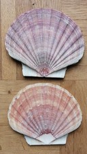 Jakobsmuscheln Flach 10 X 12