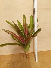 Neoregelia imperfecta - neoregelia,