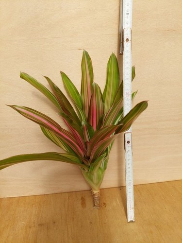 Neoregelia imperfecta - neoregelia,