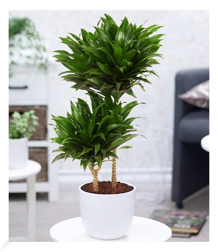 Dracena compacta 55 - dracena,