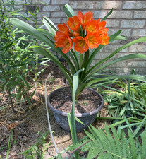 Clivia Plants - Lot of 2    19