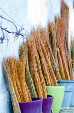 Weidenrute Weidenruten