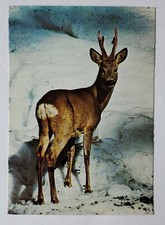 Postcard Rehbock mit Gehörn