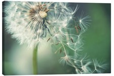 Leinwandbild Pusteblume mit