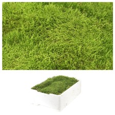 1 Kiste Moos Echtes Plattenmoos Lappenmoos Moosplatten Frisches Bastelmoos DIY 