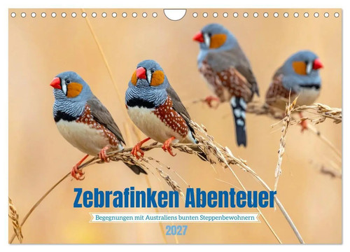 Zebrafinken abenteuer - zebrafinken,