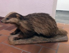 Ausgestopfte Dachs