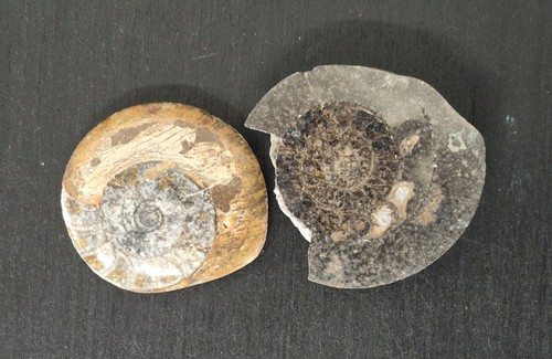 Ammonit fossil poliert - ammonit,