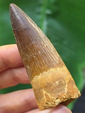 7,0 cm breiter dunkler Zahn