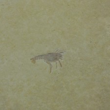 Jura Fossil Hummer Glyphen