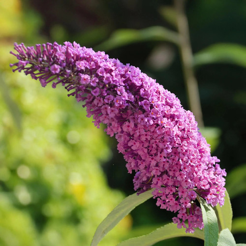 Schmetterlingsflieder buddleja - schmetterlingsflieder,