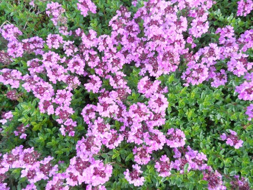 Pflanze blume staude tymian - pflanze/blume/staude,