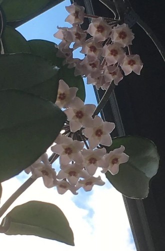 Hoya carnosa ableger - ableger, 90