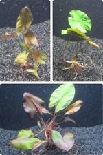 Nymphaea lotus - Tigerlotus Aquarienpflanze Wasserpflanze Aquarium Aquascaping