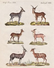 Antilope Gazellen antelope