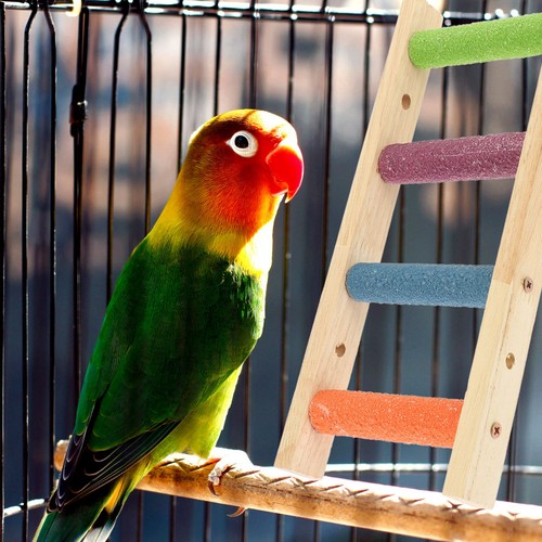 Vogelsitz zubehör für - vogelsitz-zubehör,