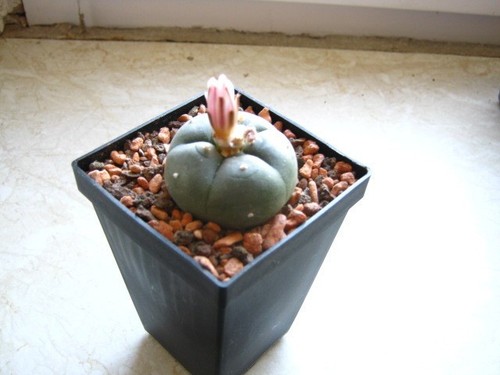 Ariocarpus will - .,