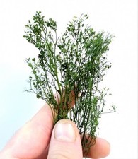 Hohes Gras wild verzweigt +