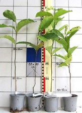 Magnolia kobus , japanische Kobushi-Magnolie,  Baumform