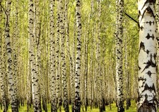 Birkenwald birke landschaft - birkenwald,