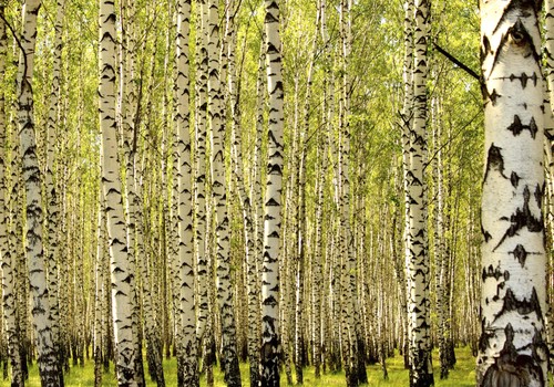 Birkenwald birke landschaft - birkenwald,