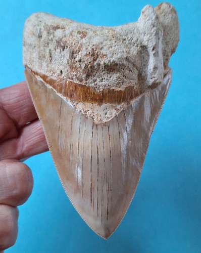 Zahn des megalodon - 12,3,