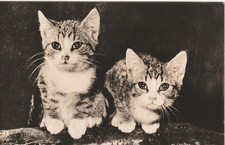 AK     1963- Katze -