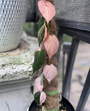 Sale2269 Philodendron pink Micans 5 Samen Kletterpflanze