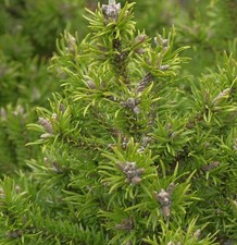 Banks Kiefer Kimmerholz