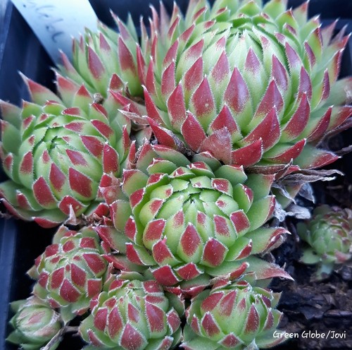 Sempervivum green globe jovi - sempervivum,