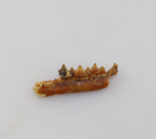 Insektenfresser, Tertiär, Miozän, Titting b. Eichstätt, D -k815