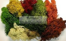 Islandmoos - -,