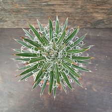 Agave leopoldii kompakte Form Altpflanze Rarität