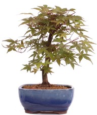 Bonsai - Acer palmatum