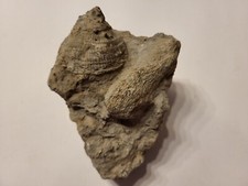 Versteinerte schnecke muschel - versteinerte, schnecke/muschel