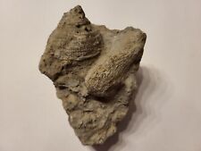 versteinerte Schnecke/Muschel und Koralle - 840 g - 11,5 cm x 9 cm x 8 cm