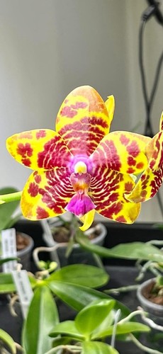 Phalaenopsis joy spring tina - spring,