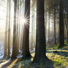 Meyer Optik Oreston 50 mm f