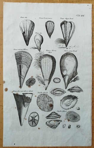 Muscheln - , (t16)
